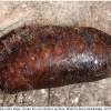 callophrys rubi pupa rost